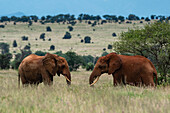 Afrikanische Elefanten (Loxodonta africana), Tsavo, Kenia.