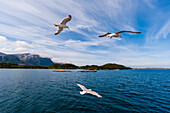 Möwen fliegen über dem Holandsfjord. Svartisen, Norwegen.