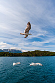 Sea gulls in flight above Hollandsfjord. Hollandsfjord, Svartisen, Norway.