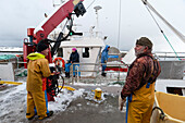 Unloading cod fish at factory harbor. Nordmela, Vesteralen Islands, Nordland, Norway.