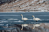 Zwei Singschwäne, Cygnus cygnus, in einer eisigen Wasserlandschaft. Vestvagoy, Lofoten-Inseln, Nordland, Norwegen.