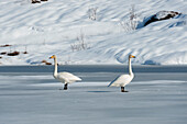 Two whooper swans, Cygnus cygnus, on snowy and icy Ostadvatnet Lake. Ostadvatnet Lake, Lofoten Islands, Nordland, Norway.