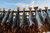 Cod fish drying on a rack in the traditional open-air way. Hamnoy, Lofoten Islands, Nordland, Norway.
