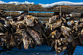 Aufgereihte Kabeljauköpfe, die auf traditionelle Weise an einem Trockengestell hängen. Svolvaer, Lofoten-Inseln, Nordland, Norwegen.
