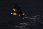 Ein Seeadler, Haliaeetus albicilla, im Flug. Lofoten-Inseln, Nordland, Norwegen.