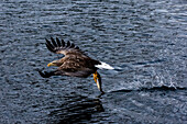 A white-tailed sea eagle, Haliaeetus albicilla, fishing. Lofoten Islands, Nordland, Norway.