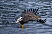 A white-tailed sea eagle, Haliaeetus albicilla, flying off with a freshly caught fish. Lofoten Islands, Nordland, Norway.