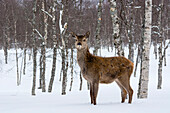 Portrait of a red deer, Cervus elaphus, looking at the camera. Polar Park, Bardu, Troms, Norway.