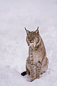 Porträt eines Europäischen Luchses, Lynx lynx, sitzend im Schnee. Polarpark, Bardu, Troms, Norwegen.