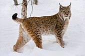 Porträt eines europäischen Luchses, Lynx lynx, der im Schnee steht. Polarpark, Bardu, Troms, Norwegen.