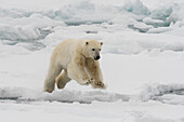 Ein Eisbär, Ursus maritimus, mitten im Sprung. Nördliche Polarkappe, Arktischer Ozean