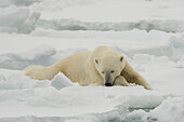 Ein ruhender Eisbär, Ursus maritimus. Nordpolare Eiskappe, Arktischer Ozean