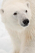 Ein Porträt eines Eisbären, Ursus maritimus, auf dem Packeis. Nordpolare Eiskappe, Arktischer Ozean