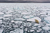 Ein Eisbär, Ursus maritimus, läuft über das schmelzende Meereis. Nordpolare Eiskappe, Arktischer Ozean