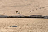 Ein einsamer Eisbär, Ursus maritimus, auf der Insel Wilhelmoya. Hinlopenstraße, Nordaustlandet, Svalbard, Norwegen