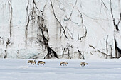 Svalbard reindeer, Rangifer tarandus, walk along a glacier front. Svalbard, Norway