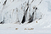 A polar bear, Ursus maritimus, watches Svalbard reindeer, Rangifer tarandus. Svalbard, Norway