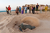 Touristen beobachten eine Grüne Meeresschildkröte, Chelonia mydas, die nach der Eiablage ihre Nisthöhle abdeckt. Ras Al Jinz, Oman.
