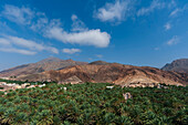 Ein verlassenes Dorf am Fuße eines Berges, umgeben von Palmen. Ad Dakhiliyah, Oman.