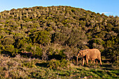 Afrikanische Elefanten, Loxodonta africana, beim Spaziergang im Busch. Ostkap, Südafrika