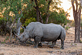 Portrait of a white rhinoceros, Ceratotherium simum, walking. Mala Mala Game Reserve, South Africa.