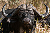 Nahaufnahme eines männlichen afrikanischen Büffels, Syncerus caffer. Mala Mala Wildreservat, Südafrika.