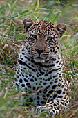 Portrait of a male leopard, Panthera pardus, resting and hiding in tall grass. Mala Mala Game Reserve, South Africa.