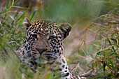 Porträt eines männlichen Leoparden, Panthera pardus, der sich im hohen Gras versteckt. Mala Mala Wildreservat, Südafrika.