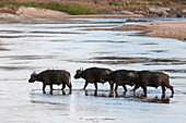 A group of African buffalos, Syncerus caffer, the crossing Sand River. Sand River, Mala Mala Game Reserve, South Africa.