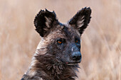 Porträt eines vom Aussterben bedrohten afrikanischen Wildhundes, Kapjagdhundes oder Malwolfs, Lycaon pictus. Mala Mala Wildreservat, Südafrika.