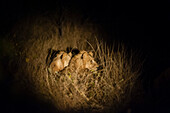 A pair of lions, Panthera leo, resting in tall grass at night. Mala Mala Game Reserve, South Africa.