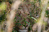 Nahaufnahme eines Löwen, Panthera leo, der sich im hohen Gras versteckt. Mala Mala Wildreservat, Südafrika.