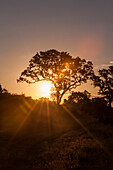 Silhouettierte Bäume bei Sonnenuntergang. Mala Mala Wildreservat, Südafrika.