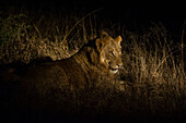 Ein junger männlicher Löwe, Panthera leo, beim Ausruhen in der Nacht. Mala Mala Wildreservat, Südafrika.