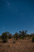 A pride of lions, Panthera leo, resting under a star-filled sky. Mala Mala Game Reserve, South Africa.