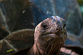 Nahaufnahme einer Seychellen-Riesenschildkröte, Aldabrachelys hololissa. Denis-Insel, Republik Seychellen.