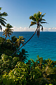 Ein hoher Winkel Blick auf Palmen und tropische Vegetation an einem Strand im Indischen Ozean. Insel Fregate, Republik Seychellen.
