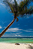 Eine Meeresschildkröte, die den Strand hinaufklettert, um ein Nest zu graben und Eier zu legen. Grand Anse Beach, Insel Fregate, Republik Seychellen.