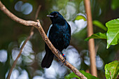 Portrait of an endangered Seychelles magpie robin, Copsychus sechellarum, with a researcher's band around its leg. Fregate Island, Republic of the Seychelles.