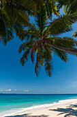 Palm trees providing shade on a sandy tropical beach. Fregate Island, Republic of the Seychelles.