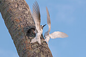 Two common white or fairy terns, Gygis alba, flying about a tree trunk. Fregate Island, The Republic of the Seychelles.