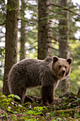 A European brown bear, Ursus arctos, standing and looking at the camera. Notranjska forest, Inner Carniola, Slovenia