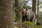 Ein Europäischer Braunbär, Ursus arctos, steht und schaut in die Kamera. Notranjska-Wald, Innere Krain, Slowenien