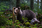 A European brown bear, Ursus arctos, standing. Notranjska forest, Inner Carniola, Slovenia