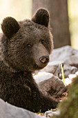 Close up portrait of a European brown bear, Ursus arctos, looking at the camera. Notranjska forest, Inner Carniola, Slovenia