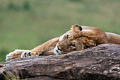 A lioness, Panthera leo, resting on a rock. Masai Mara National Reserve, Kenya.