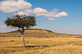 A scenic landscape of Maasai Mara savanna with an acacia tree and a hill. Masai Mara National Reserve, Kenya.