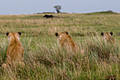 Drei Löwinnen, Panthera leo, beobachten ein Warzenschwein, Phacochoerus africanus, in der Savanne. Masai Mara-Nationalreservat, Kenia.