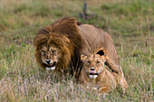 Ein männlicher Löwe, Panthera leo, knurrt, während er sich mit einem unterwürfigen Weibchen paart. Masai Mara-Nationalreservat, Kenia.