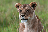 Nahaufnahme einer Löwin, Panthera leo, die eine lästige Fliege beobachtet. Masai Mara-Nationalreservat, Kenia.